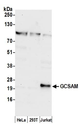 Western Blot:[NBP3-29198]-Detection of human GCSAM by western blot. Samples: Whole cell lysate from HeLa, HEK293T, and Jurkat cells prepared using NETN lysis buffer. Antibody: Affinity purified rabbit anti-GCSAM antibody used for WB at 0. 1 µg/ml. Detection: Chemiluminescence with an exposure time of 30 seconds.