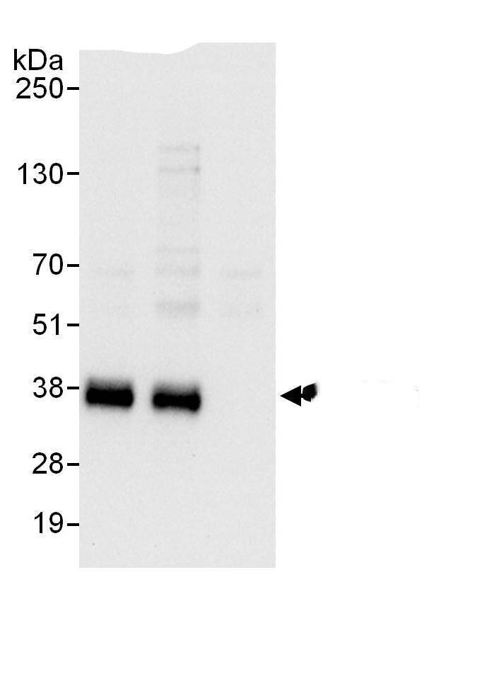 Immunoprecipitation:TRA2A AntibodyNBP3-29213] -Detection of human TRA2-alpha by western blot of immunoprecipitates. Samples: Whole cell lysate (1 mg for IP, 20% of IP loaded) from HeLa cells. Antibodies: Affinity purified rabbit anti-TRA2-alpha antibody NBP3-29213 used for IP at 6 µg/mg lysate. TRA2-alpha was also immunoprecipitated by rabbit anti-TRA2-alpha., which recognizes a downstream epitope. For blotting immunoprecipitated TRA2-alpha,  was used at 0.4 µg/ml. Detection: Chemiluminescence with an exposure time of 10 seconds.
