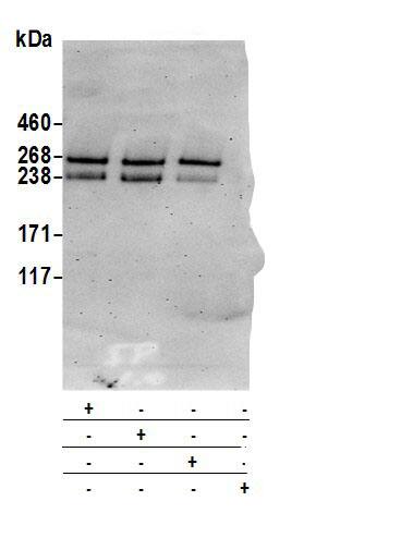 Immunoprecipitation:Neurofibromin 1 AntibodyNBP3-29269] -Detection of human NF1 by western blot of immunoprecipitates. Samples: Whole cell lysate (0.5 or 1.0 mg per IP reaction; 20% of IP loaded) from 293T cells prepared using NETN lysis buffer. Antibodies: Affinity purified rabbit anti-NF1 antibody NBP3-29269 (lot NBP3-29269-1) used for IP at 6 µg per reaction. NF1 was also immunoprecipitated by rabbit anti-NF1 antibodies A304-932A and A300-140A. For blotting immunoprecipitated NF1, NBP3-29269 was used at 1 µg/ml. Detection: Chemiluminescence with an exposure time of 3 minutes.