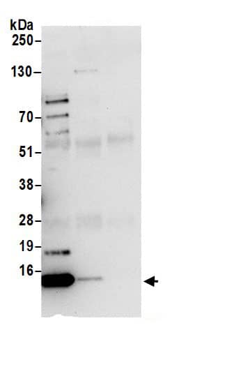 Immunoprecipitation:HINT1 AntibodyNBP3-29302] -Detection of human HINT1 by western blot of immunoprecipitates. Samples: Whole cell lysate (0.5 or 1.0 mg per IP reaction; 20% of IP loaded) from 293T cells prepared using NETN lysis buffer. Antibodies: Affinity purified rabbit anti-HINT1 antibody NBP3-29302 (lot NBP3-29302-1) used for IP at 6 µg per reaction. HINT1 was also immunoprecipitated by rabbit anti-HINT1.. For blotting immunoprecipitated HINT1, NBP3-29302 was used at 1 µg/ml. Detection: Chemiluminescence with an exposure time of 10 seconds.