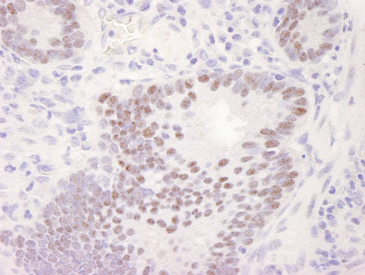 Immunohistochemistry:[NBP3-29308]-Detection of human CDK11 by immunohistochemistry. Sample: FFPE section of human stomach. Antibody: Affinity purified rabbit anti-CDK11.