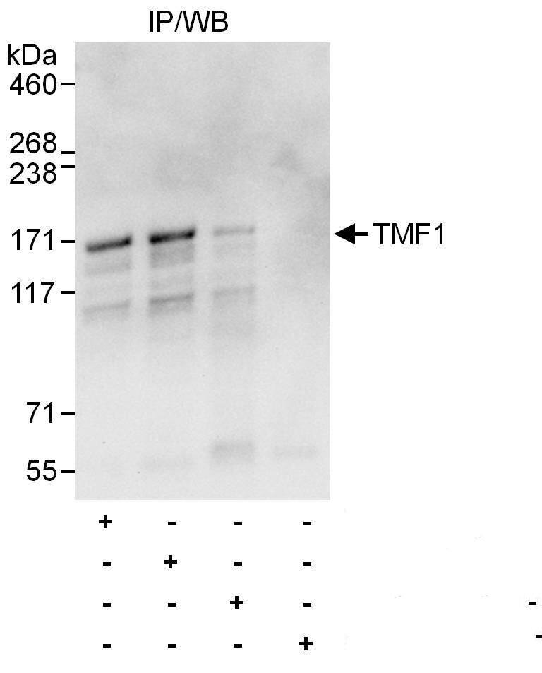 Western Blot:[NBP3-29357]-Detection of human TMF1 by western blot and immunoprecipitation. Samples: Whole cell lysate from HEK293T cells. Antibodies: Affinity purified rabbit anti-TMF1 antibody used for IP at 6 µg/mg lysate. TMF1 was also immunoprecipitated by rabbit anti-TMF1 antibodies and , which recognize other epitopes. For blotting immunoprecipitated TMF1, was used at 0. 4 µg/ml. Detection: Chemiluminescence with an exposure time 10 seconds.