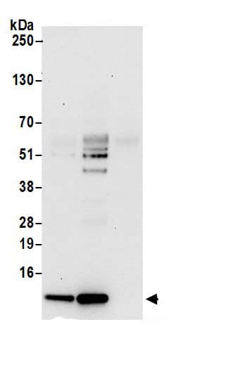 Immunoprecipitation:ERH AntibodyNBP3-29382] -Detection of human ERH by western blot of immunoprecipitates. Samples: Whole cell lysate (0.5 or 1.0 mg per IP reaction; 20% of IP loaded) from 293T and cells prepared using NETN lysis buffer. Antibodies: Affinity purified rabbit anti-ERH antibody NBP3-29382 (lot NBP3-29382-1) used for IP at 6 µg per reaction. ERH was also immunoprecipitated by rabbit anti-ERH antibody BL21382. For blotting immunoprecipitated ERH, NBP3-29382 was used at 0.4 µg/ml. Detection: Chemiluminescence with an exposure time of 30 seconds.