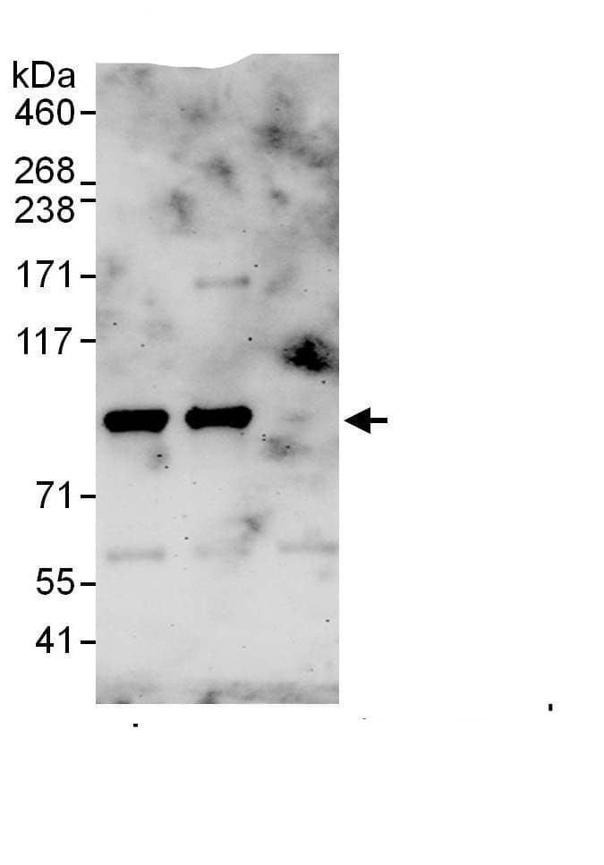 Immunoprecipitation:STIM1 AntibodyNBP3-29388] -Detection of human STIM1 by western blot of immunoprecipitates. Samples: Whole cell lysate (1 mg for IP, 20% of IP loaded) from HeLa cells. Antibodies: Affinity purified rabbit anti-STIM1 antibody NBP3-29388 used for IP at 6 µg/mg lysate. STIM1 was also immunoprecipitated by rabbit anti-STIM1., which recognizes a downstream epitope. For blotting immunoprecipitated STIM1, was used at 1 µg/ml. Detection: Chemiluminescence with an exposure time of 3 minutes.