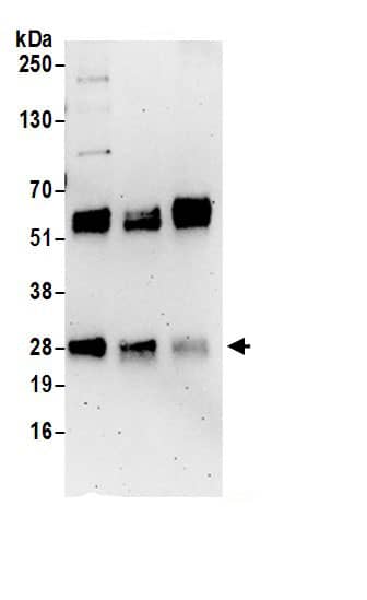 Immunoprecipitation C12orf45 Antibody - BSA Free