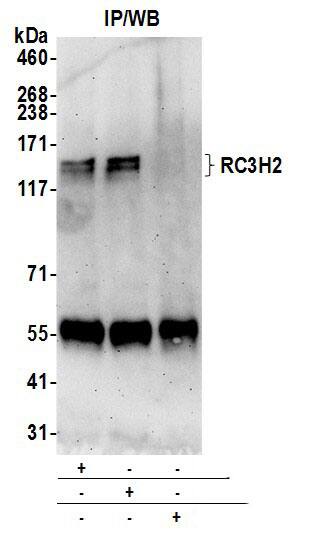 Immunoprecipitation:[NBP3-29454]-Detection of human RC3H2 by western blot of immunoprecipitates. Samples: Whole cell lysate from HeLa cells prepared using NETN lysis buffer. Antibodies: Affinity purified rabbit anti-RC3H2 antibody used for IP at 6 µg per reaction. RC3H2 was also immunoprecipitated by rabbit anti-RC3H2 antibody. For blotting immunoprecipitated RC3H2, was used at 0. 4 µg/ml. Detection: Chemiluminescence with an exposure time of 3 minutes.