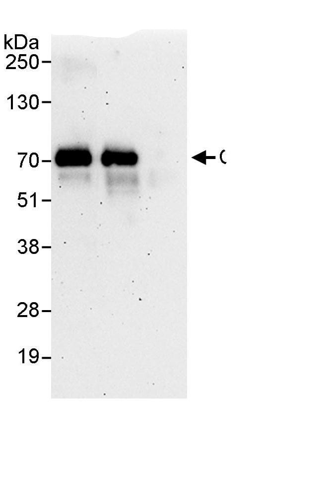 Immunoprecipitation:Cdc6 AntibodyNBP3-29464] -Detection of human CDC6 by western blot of immunoprecipitates. Samples: Whole cell lysate (1 mg for IP, 20% of IP loaded) from HeLa cells. Antibodies: Affinity purified rabbit anti-CDC6 antibody NBP3-29464 used for IP at 3 µg/mg lysate. CDC6 was also immunoprecipitated by rabbit anti-CDC6., which recognizes a downstream epitope. For blotting immunoprecipitated CDC6, A302-487A was used at 1 µg/ml. Detection: Chemiluminescence with an exposure time of 3 minutes.