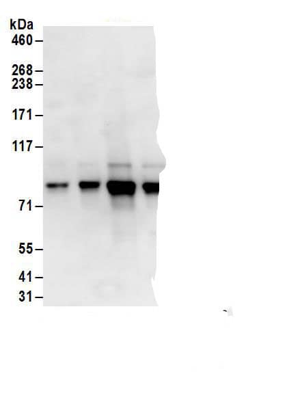 Immunoprecipitation:c-Myb AntibodyNBP3-29467] -Detection of human c-Myb by western blot of immunoprecipitates. Samples: Whole cell lysate (1 mg for IP; 20% of IP loaded) from MOLT-4 cells. Antibodies: Affinity purified rabbit anti-c-Myb antibody NBP3-29467 (lot NBP3-29467-1) used for IP at 6 µg/mg lysate. c-Myb was also immunoprecipitated by rabbit anti-c-Myb antibodies A304-134A, A304-136A and A304-137A. For blotting immunoprecipitated c-Myb, A304-138A was used at 1 µg/ml. Detection: Chemiluminescence with an exposure time of 10 seconds.