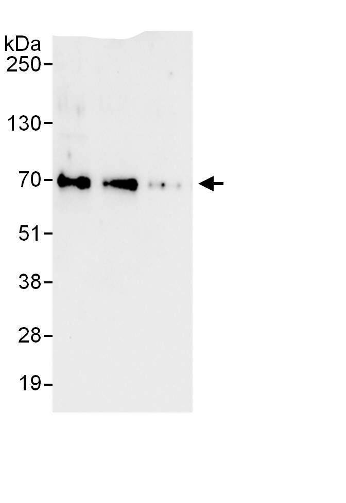 Immunoprecipitation:FoxC1 AntibodyNBP3-29488] -Detection of human FOXC1 by western blot of immunoprecipitates. Samples: Whole cell lysate (1 mg for IP, 20% of IP loaded) from HeLa cells. Antibodies: Affinity purified rabbit anti-FOXC1 antibody NBP3-29488 used for IP at 6 µg/mg lysate. FOXC1 was also immunoprecipitated by rabbit anti-FOXC1., which recognizes a downstream epitope. For blotting immunoprecipitated FOXC1,  was used at 1 µg/ml. Detection: Chemiluminescence with an exposure time of 10 seconds.