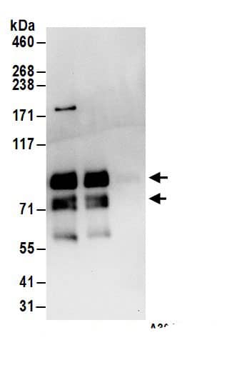 Immunoprecipitation:MEPCE AntibodyNBP3-29493] -Detection of human MEPCE by western blot of immunoprecipitates. Samples: Whole cell lysate (1 mg for IP; 20% of IP loaded) from 293T cells. Antibodies: Affinity purified rabbit anti-MEPCE antibody NBP3-29493 (lot NBP3-29493-1) used for IP at 6 µg/mg lysate. MEPCE was also immunoprecipitated by rabbit anti-MEPCE.. For blotting immunoprecipitated MEPCE, was used at 1 µg/ml. Detection: Chemiluminescence with an exposure time of 10 seconds.