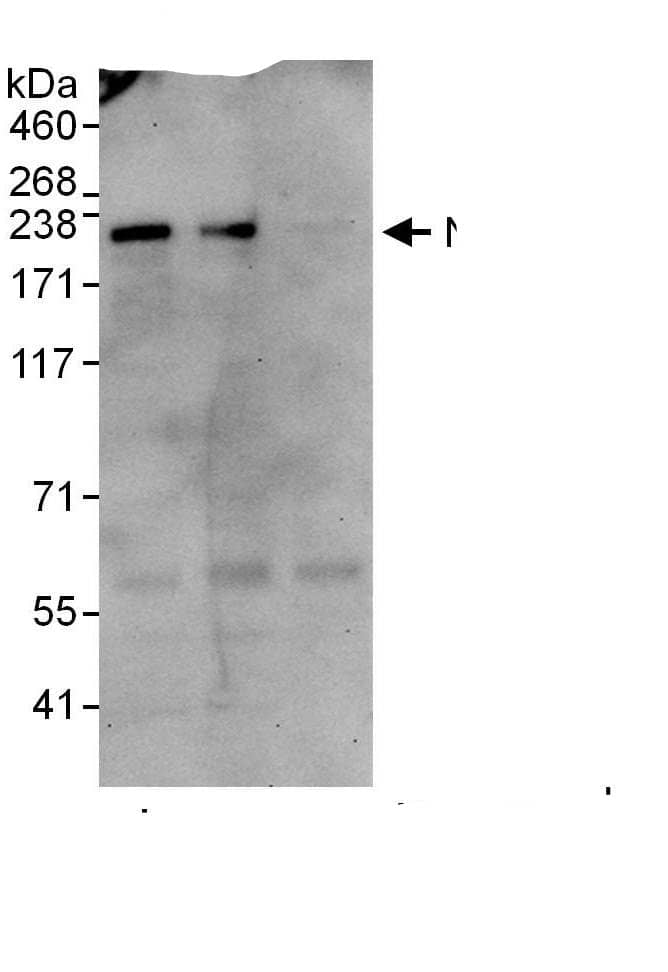 Immunoprecipitation NPAT Antibody