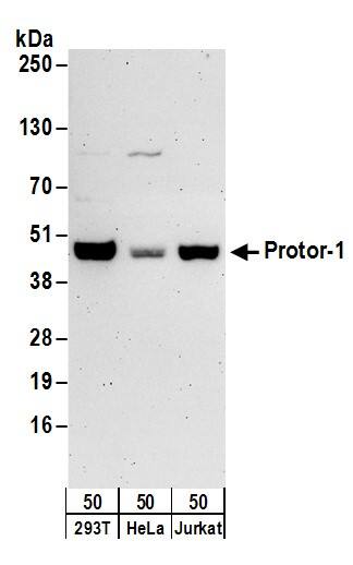 Western Blot:[NBP3-29505]-Detection of human Protor-1 by western blot. Samples: Whole cell lysate from 293T, HeLa, and Jurkat cells. Antibodies: Affinity purified rabbit anti-Protor-1 antibody used for WB at 0. 1 µg/ml. Detection: Chemiluminescence with an exposure time of 3 minutes.