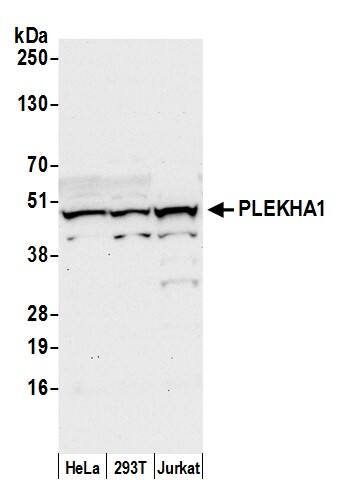 Western Blot:[NBP3-29526]-Detection of human PLEKHA1 by western blot. Samples: Whole cell lysate from HeLa, HEK293T, and Jurkat cells prepared using NETN lysis buffer. Antibody: Affinity purified rabbit anti-PLEKHA1 antibody used for WB at 0. 1 µg/ml. Detection: Chemiluminescence with an exposure time of 30 seconds.