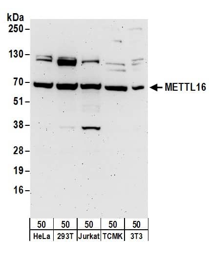 Western Blot:[NBP3-29527]-Detection of human and mouse METTL16 by western blot. Samples: Whole cell lysate from HeLa, HEK293T, Jurkat, mouse TCMK-1, and mouse NIH 3T3 cells. Antibodies: Affinity purified rabbit anti-METTL16 antibody used for WB at 0. 1 µg/ml. Detection: Chemiluminescence with an exposure time of 3 minutes.