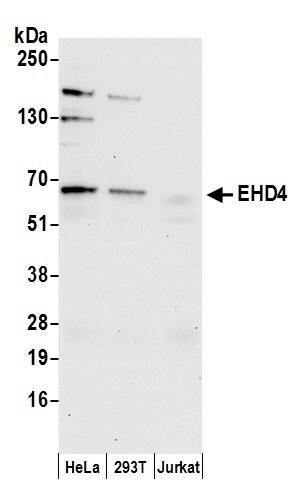 Western Blot:[NBP3-29528]-Detection of human EHD4 by western blot. Samples: Whole cell lysate from HeLa, HEK293T, and Jurkat cells prepared using NETN lysis buffer. Antibody: Affinity purified rabbit anti-EHD4 antibody used for WB at 0. 1 µg/ml. Detection: Chemiluminescence with an exposure time of 30 seconds.