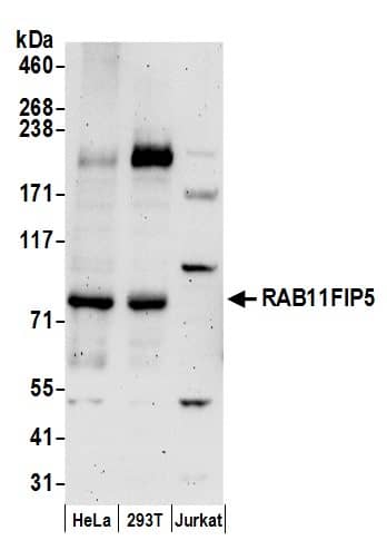 Western Blot:[NBP3-29532]-Detection of human RAB11FIP5 by western blot. Samples: Whole cell lysate from HeLa, HEK293T, and Jurkat cells prepared using NETN lysis buffer. Antibodies: Affinity purified rabbit anti-RAB11FIP5 antibody used for WB at 0. 4 µg/ml. Detection: Chemiluminescence with an exposure time of 3 minutes.