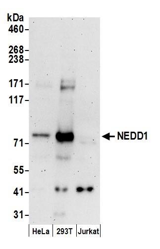 Western Blot:[NBP3-29533]-Detection of human NEDD1 by western blot. Samples: Whole cell lysate from HeLa, HEK293T, and Jurkat cells prepared using NETN lysis buffer. Antibodies: Affinity purified rabbit anti-NEDD1 antibody used for WB at 0. 1 µg/ml. Detection: Chemiluminescence with an exposure time of 3 minutes.