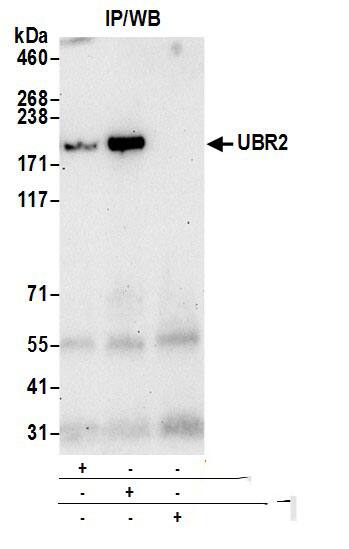 Immunoprecipitation:[NBP3-29544]-Detection of human UBR2 by western blot of immunoprecipitates. Samples: Whole cell lysate from Jurkat cells prepared using NETN lysis buffer. Antibodies: Affinity purified rabbit anti-UBR2 antibody used for IP at 6 µg per reaction. UBR2 was also immunoprecipitated by rabbit anti-UBR2 antibody. For blotting immunoprecipitated UBR2, was used at 1 µg/ml. Detection: Chemiluminescence with an exposure time of 30 seconds.