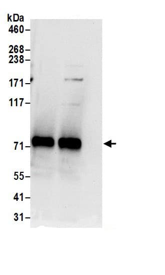 Immunoprecipitation GTP-binding protein 1 Antibody - BSA Free