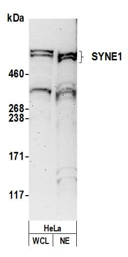 Western Blot SYNE1 Antibody