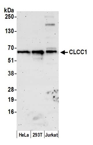 Western Blot:[NBP3-29556]-Detection of human CLCC1 by western blot. Samples: Whole cell lysate from HeLa, HEK293T, and Jurkat cells prepared using NETN lysis buffer. Antibody: Affinity purified rabbit anti-CLCC1 antibody used for WB at 0. 04 mg/ml. Detection: Chemiluminescence with an exposure time of 3 minutes.