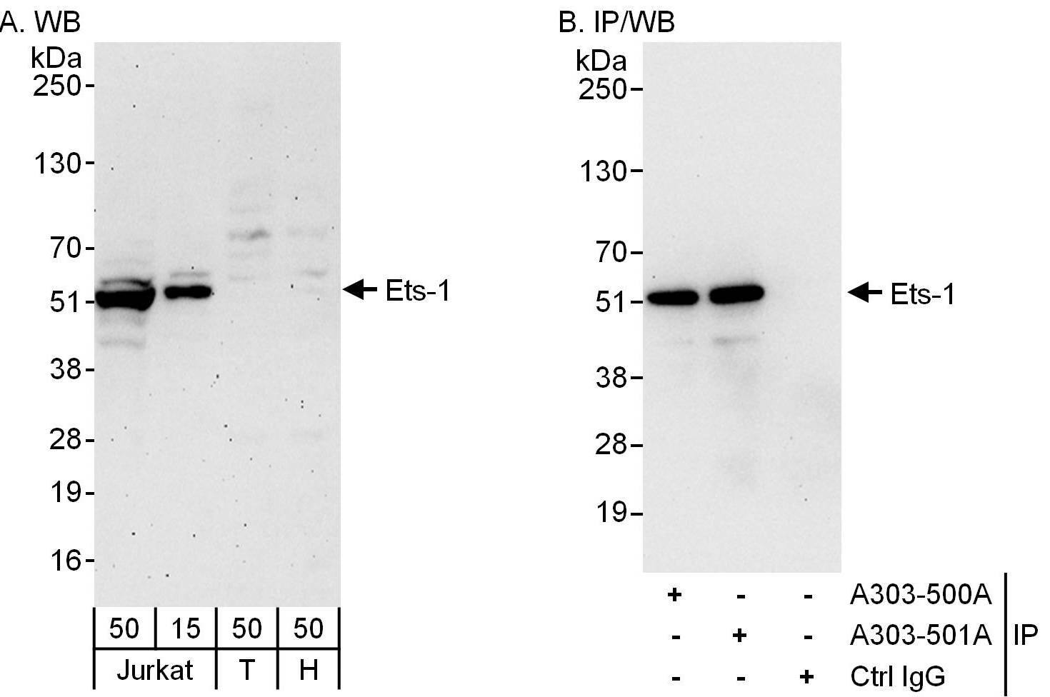 Western Blot:[NBP3-29571]-Detection of human Ets-1 by western blot and immunoprecipitation. Samples: Whole cell lysate from Jurkat , HEK293T and HeLa cells. Antibodies: Affinity purified rabbit anti-Ets-1 antibody used for WB at 0. 1 µg/ml and 1 µg/ml and used for IP at 6 µg/mg lysate. Ets-1 was also immunoprecipitated by rabbit anti-Ets-1 antibody , which recognizes a downstream epitope. Detection: Chemiluminescence with exposure times of 3 minutes and 30 seconds.