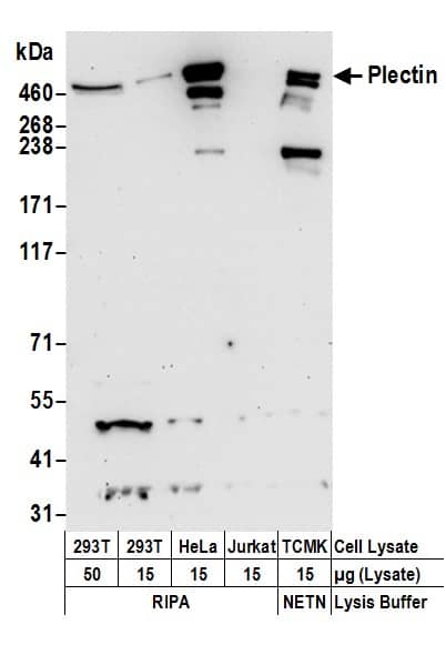 Western Blot:[NBP3-29583]-Detection of human and mouse Plectin by western blot. Samples: Whole cell lysate from 293T , HeLa , Jurkat , and mouse TCMK-1 cells prepared using NETN and RIPA lysis buffer. Antibodies: Affinity purified rabbit anti-Plectin antibody used for WB at 0. 4 µg/ml. Detection: Chemiluminescence with an exposure time of 30 seconds.