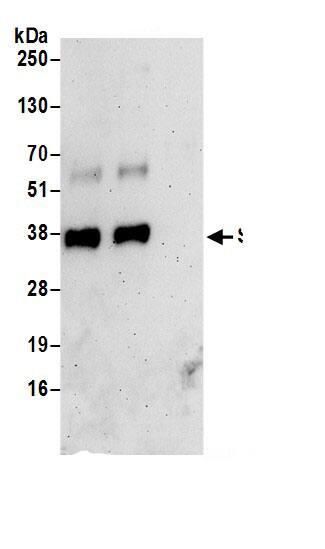 Immunoprecipitation SURF2 Antibody - BSA Free