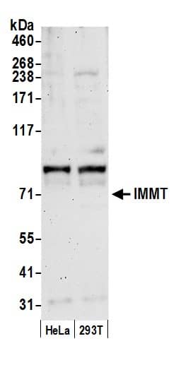 Western Blot:[NBP3-29603]-Detection of human IMMT by western blot. Samples: Whole cell lysate from HeLa and 293T cells prepared using NETN lysis buffer. Antibody: Affinity purified rabbit anti-IMMT antibody used for WB at 0. 1 µg/ml. Detection: Chemiluminescence with an exposure time of 3 minutes.