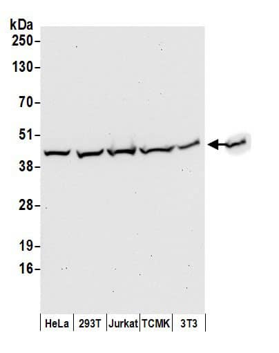 Western Blot:[NBP3-29624]-Detection of human and mouse by western blot. Samples: Whole cell lysate from HeLa, HEK293T, Jurkat, mouse TCMK-1, and mouse NIH 3T3 cells prepared using NETN lysis buffer. Antibodies: Affinity purified rabbit antibody used for WB at 0. 1 µg/ml. Detection: Chemiluminescence with an exposure time of 30 seconds.