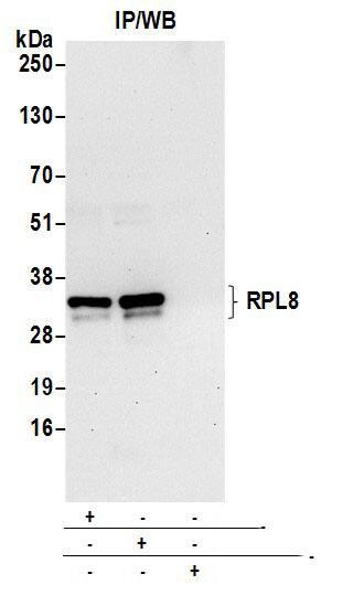 Immunoprecipitation:[NBP3-29627]-Detection of human RPL8 by western blot of immunoprecipitates. Samples: Whole cell lysate from 293T cells prepared using NETN lysis buffer. Antibodies: Affinity purified rabbit anti-RPL8 antibody used for IP at 6 µg per reaction. RPL8 was also immunoprecipitated by rabbit anti-RPL8 antibody. For blotting immunoprecipitated RPL8, was used at 1 µg/ml. Detection: Chemiluminescence with an exposure time of 30 seconds.