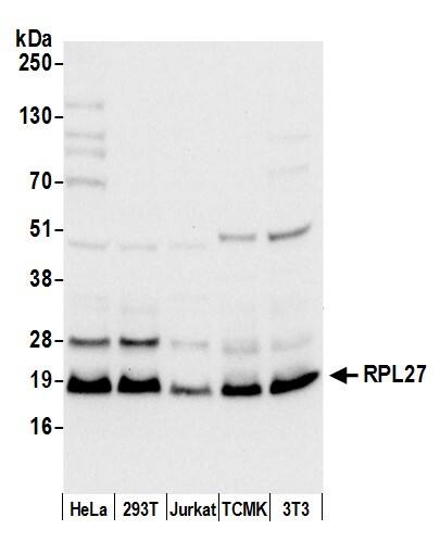 Western Blot RPL27 Antibody - BSA Free