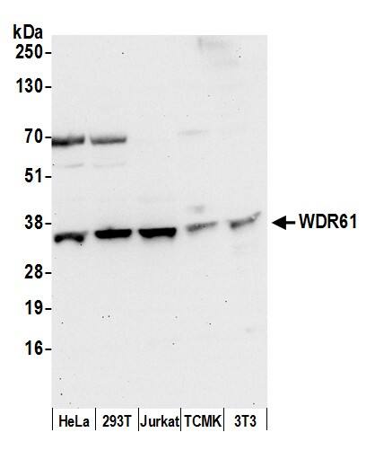 Western Blot:[NBP3-29662]-Detection of human and mouse WDR61 by western blot. Samples: Whole cell lysate from HeLa, HEK293T, Jurkat, mouse TCMK-1, and mouse NIH 3T3 cells prepared using NETN lysis buffer. Antibody: Affinity purified rabbit anti-WDR61 antibody used for WB at 0. 1 µg/ml. Detection: Chemiluminescence with an exposure time of 30 seconds.