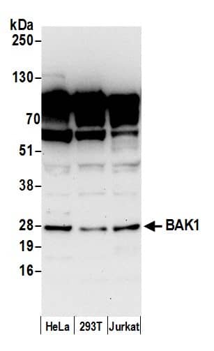 Western Blot:[NBP3-29663]-Detection of human BAK1 by western blot. Samples: Whole cell lysate from HeLa, HEK293T, and Jurkat cells prepared using NETN lysis buffer. Antibody: Affinity purified rabbit anti-BAK1 antibody used for WB at 1 µg/ml. Detection: Chemiluminescence with an exposure time of 30 seconds.