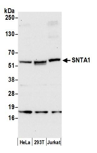 Western Blot:[NBP3-29666]-Detection of human SNTA1 by western blot. Samples: Whole cell lysate from HeLa, HEK293T, and Jurkat cells prepared using NETN lysis buffer. Antibody: Affinity purified rabbit anti-SNTA1 antibody used for WB at 0. 4 µg/ml. Detection: Chemiluminescence with an exposure time of 30 seconds.
