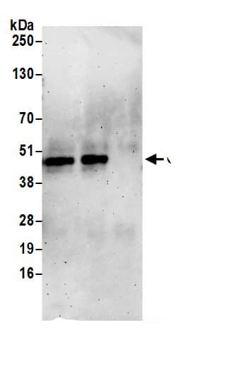 Immunoprecipitation Cyclin E2 Antibody