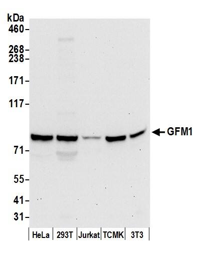 Western Blot:[NBP3-29703]-Detection of human and mouse GFM1 by western blot. Samples: Whole cell lysate from HeLa, HEK293T, Jurkat, mouse TCMK-1, and mouse NIH 3T3 cells prepared using NETN lysis buffer. Antibody: Affinity purified rabbit anti-GFM1 antibody used for WB at 0. 1 µg/ml. Detection: Chemiluminescence with an exposure time of 30 seconds.