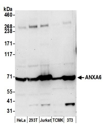 Western Blot:[NBP3-29719]-Detection of human and mouse ANXA6 by western blot. Samples: Whole cell lysate from HeLa, HEK293T, Jurkat, mouse TCMK-1, and mouse NIH 3T3 cells prepared using NETN lysis buffer. Antibody: Affinity purified rabbit anti-ANXA6 antibody used for WB at 0. 1 µg/ml. Detection: Chemiluminescence with an exposure time of 30 seconds.