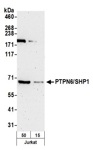 Western Blot:[NBP3-29726]-Detection of human PTPN6/SHP1 by western blot. Samples: Whole cell lysate from Jurkat cells prepared using NETN lysis buffer. Antibody: Affinity purified rabbit anti-PTPN6/SHP1 antibody used for WB at 0. 1 µg/ml. Detection: Chemiluminescence with an exposure time of 3 minutes.
