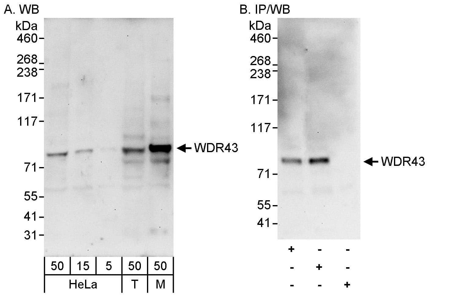 Western Blot WDR43 Antibody - BSA Free