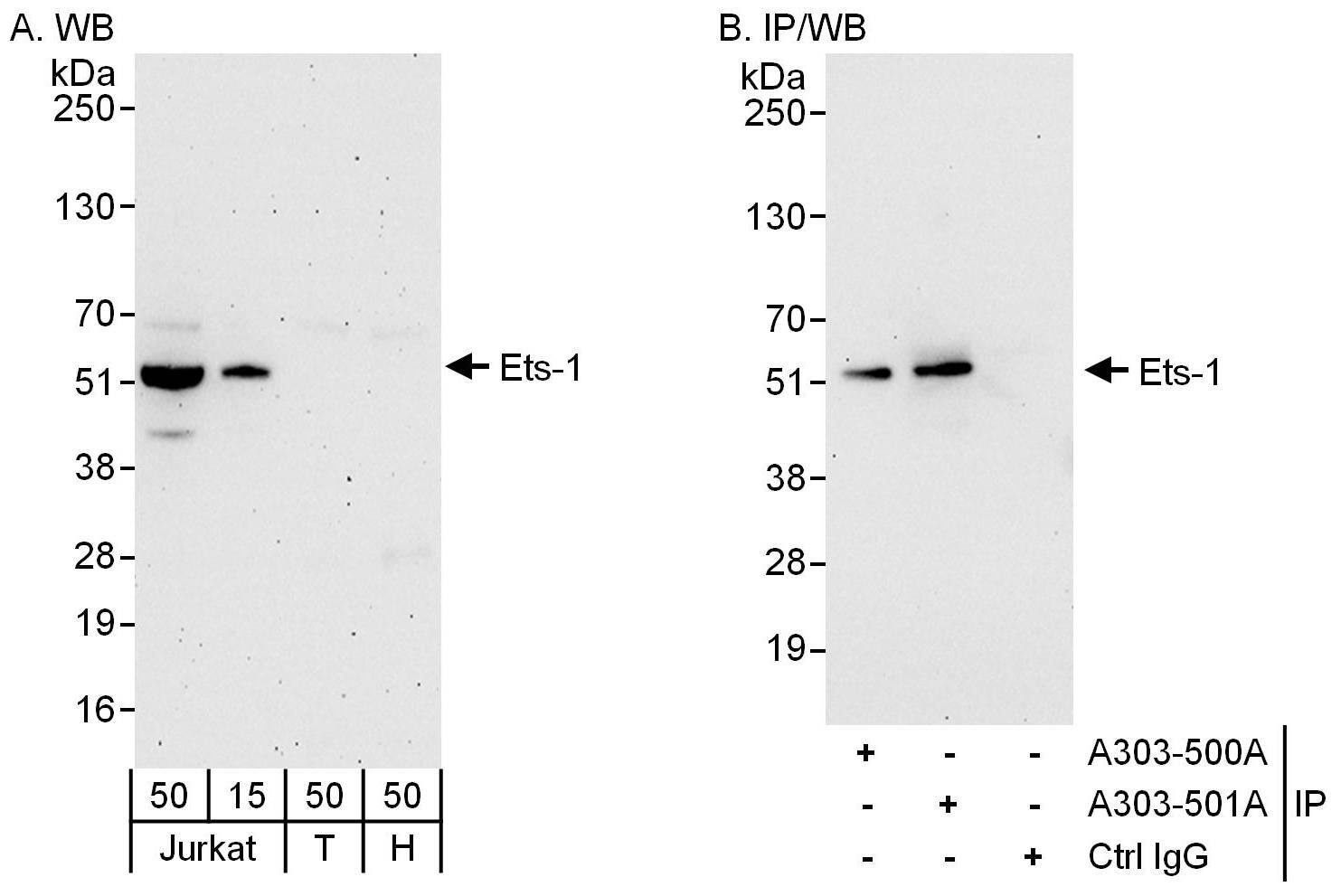 Western Blot:[NBP3-29783]-Detection of human Ets-1 by western blot and immunoprecipitation. Samples: Whole cell lysate from Jurkat , HEK293T and HeLa cells. Antibodies: Affinity purified rabbit anti-Ets-1 antibody used for WB at 0. 1 µg/ml and 1 µg/ml and used for IP at 6 µg/mg lysate. Ets-1 was also immunoprecipitated by rabbit anti-Ets-1 antibody , which recognizes an upstream epitope. Detection: Chemiluminescence with exposure times of 3 minutes and 30 seconds.