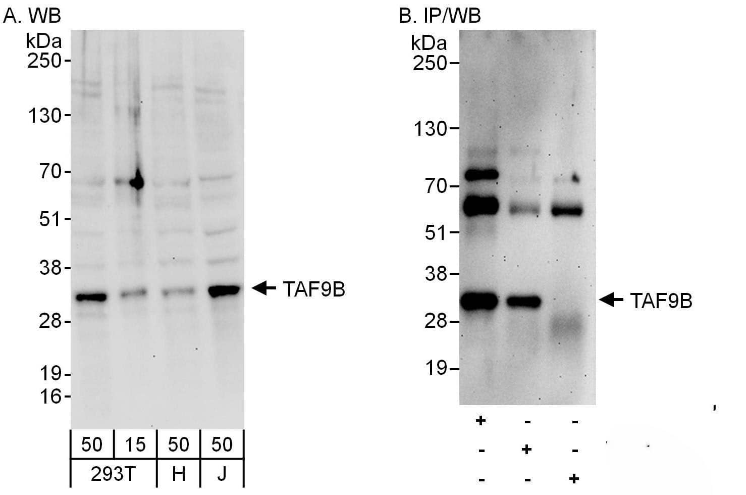 Western Blot TAF9b Antibody - BSA Free