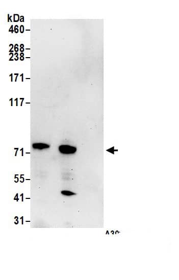 Immunoprecipitation ELL2 Antibody