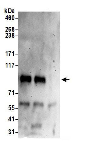 Immunoprecipitation:QSOX2 AntibodyNBP3-29816] -Detection of human QSOX2 by western blot of immunoprecipitates. Samples: Whole cell lysate (0.5 or 1.0 mg per IP reaction; 20% of IP loaded) from HeLa cells prepared using RIPA lysis buffer. Antibodies: Affinity purified rabbit anti-QSOX2 antibody NBP3-29816 (lot NBP3-29816-1) used for IP at 6 µg per reaction. QSOX2 was also immunoprecipitated by rabbit anti-QSOX2 antibody BL16904. For blotting immunoprecipitated QSOX2, NBP3-29816 was used at 1 µg/ml. Detection: Chemiluminescence with an exposure time of 3 minutes.