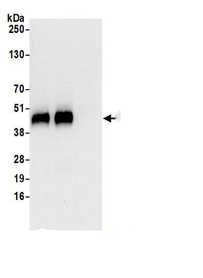 Immunoprecipitation:WIPI2 AntibodyNBP3-29825] -Detection of human WIPI2 by western blot of immunoprecipitates. Samples: Whole cell lysate (0.5 or 1.0 mg per IP reaction; 20% of IP loaded) from HeLa cells prepared using NETN lysis buffer. Antibodies: Affinity purified rabbit anti-WIPI2 antibody NBP3-29825 (lot NBP3-29825-1) used for IP at 6 µg per reaction. WIPI2 was also immunoprecipitated by rabbit anti-WIPI2 antibody BL20890. For blotting immunoprecipitated WIPI2, NBP3-29825 was used at 0.4 µg/ml. Detection: Chemiluminescence with an exposure time of 10 seconds.