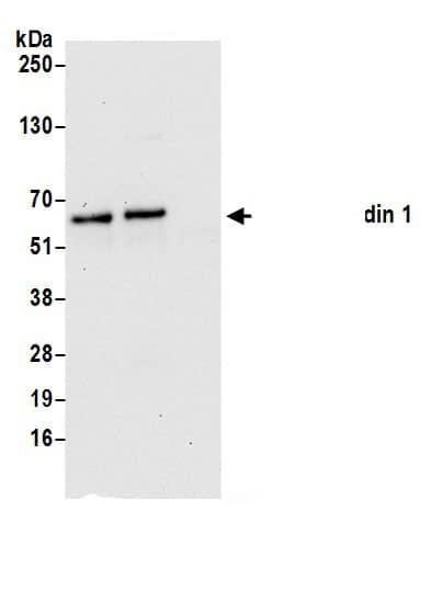 Immunoprecipitation:Nucleobindin 1 AntibodyNBP3-29848] -Detection of human Nucleobindin 1 by western blot of immunoprecipitates. Samples: Whole cell lysate (0.5 or 1.0 mg per IP reaction; 20% of IP loaded) from 293T cells prepared using NETN lysis buffer. Antibodies: Affinity purified rabbit anti-Nucleobindin 1 antibody NBP3-29848 (lot NBP3-29848-1) used for IP at 6 µg per reaction. Nucleobindin 1 was also immunoprecipitated by rabbit anti-Nucleobindin 1.. For blotting immunoprecipitated Nucleobindin 1, NBP3-29848 was used at 1 µg/ml. Detection: Chemiluminescence with an exposure time of 30 seconds.