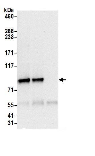 Immunoprecipitation:HOOK3 AntibodyNBP3-29861] -Detection of human HOOK3 by western blot of immunoprecipitates. Samples: Whole cell lysate (0.5 or 1.0 mg per IP reaction; 20% of IP loaded) from HeLa cells prepared using NETN lysis buffer. Antibodies: Affinity purified rabbit anti-HOOK3 antibody NBP3-29861 (lot NBP3-29861-1) used for IP at 6 µg per reaction. HOOK3 was also immunoprecipitated by rabbit anti-HOOK3.. For blotting immunoprecipitated HOOK3, NBP3-29861 was used at 1 µg/ml. Detection: Chemiluminescence with an exposure time of 10 seconds.