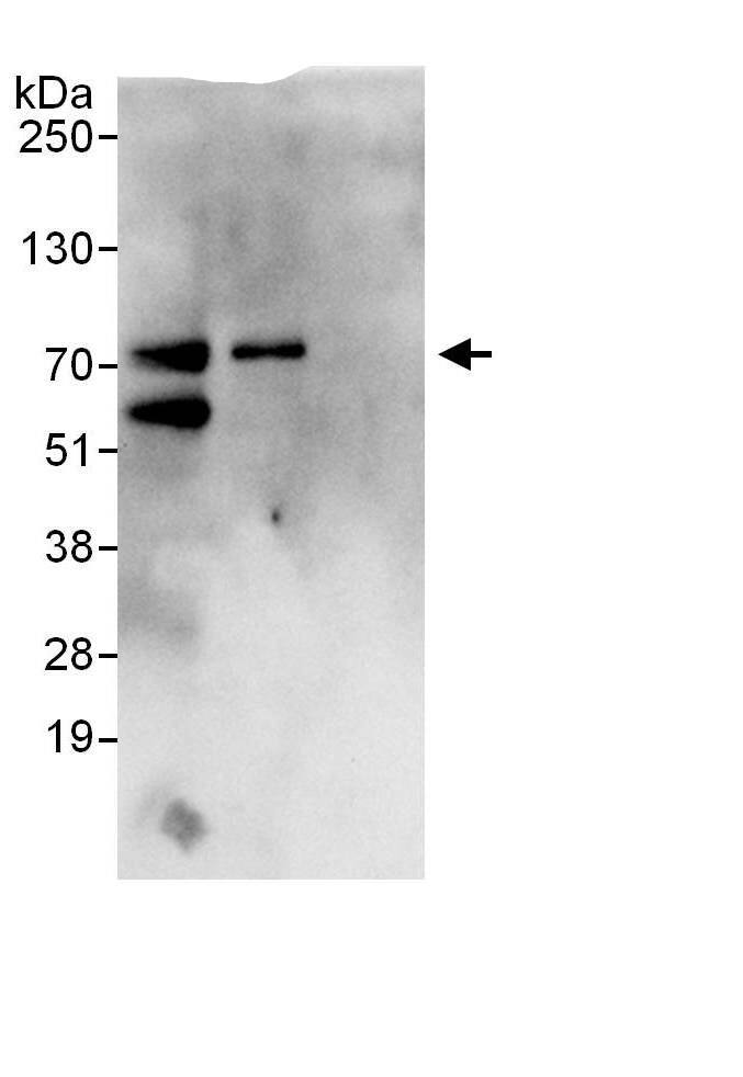 Immunoprecipitation:SH3BP2 AntibodyNBP3-29915] -Detection of human SH3BP2 by western blot of immunoprecipitates. Samples: Whole cell lysate (1 mg for IP, 20% of IP loaded) from HeLa cells. Antibodies: Affinity purified rabbit anti-SH3BP2 antibody NBP3-29915 used for IP at 6 µg/mg lysate. SH3BP2 was also immunoprecipitated by rabbit anti-SH3BP2., which recognizes an upstream epitope. For blotting immunoprecipitated SH3BP2, was used at 1 µg/ml. Detection: Chemiluminescence with an exposure time of 10 seconds.