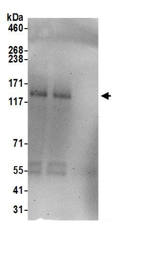 Immunoprecipitation FMNL2 Antibody - BSA Free