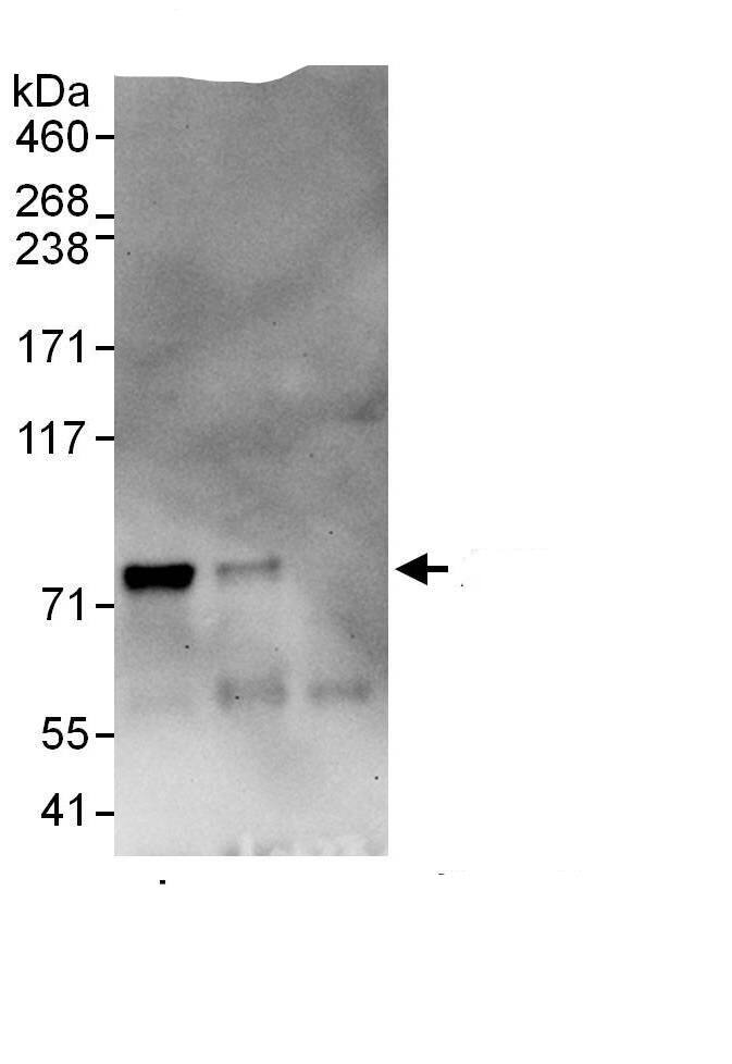 Immunoprecipitation:GPSM1 AntibodyNBP3-29938] -Detection of human AGS3 by western blot of immunoprecipitates. Samples: Whole cell lysate (1 mg for IP, 20% of IP loaded) from HEK293T cells. Antibodies: Affinity purified rabbit anti-AGS3 antibody NBP3-29938 used for IP at 6 µg/mg lysate. AGS3 was less efficiently immunoprecipitated by rabbit anti-AGS3 antibody BL13542, which recognizes a downstream epitope. For blotting immunoprecipitated AGS3, BL13542 was used at 1 µg/ml. Detection: Chemiluminescence with an exposure time of 30 seconds.